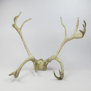 Elk / Caribou antlers (small)