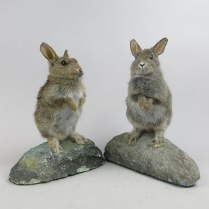 Baby rabbits 2 & 3
