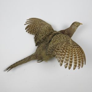 Pheasant 7