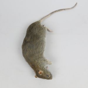 Rat 6 'as dead'