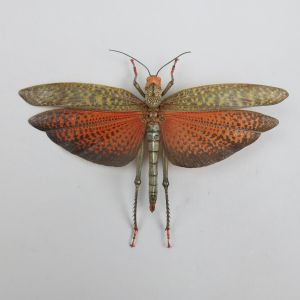 Grasshopper - orange