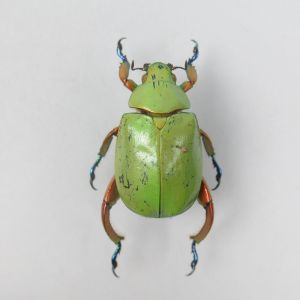 Very large green beetle!