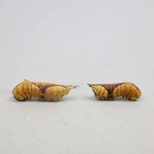 Caterpillars 5 & 6