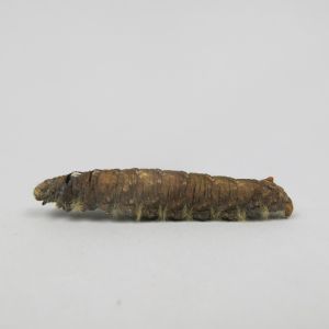 Caterpillar 8