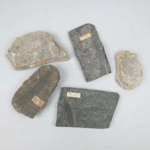Fossils 2f