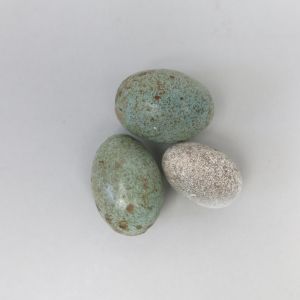 Replica bird's eggs, chocolate