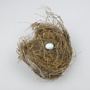 Nest 2