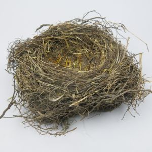 Nest 14