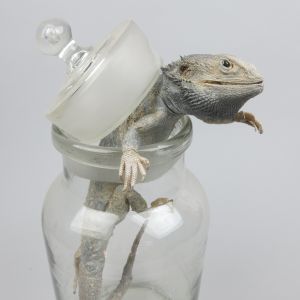 Bearded Dragon, escaping jar (1)