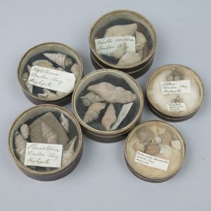 Collection boxed fossil shells