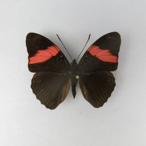 Butterfly refA3