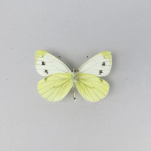 Butterfly refA4