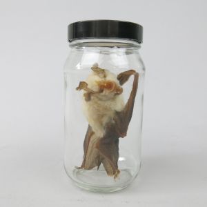 Small Horseshoe Bat in jar