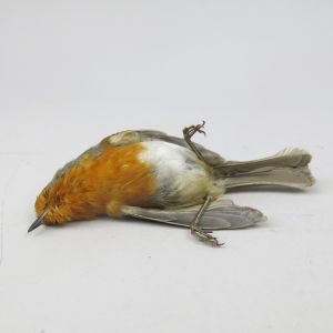 Robin 'as dead' 1