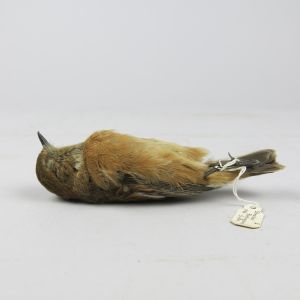 Stonechat, 'as dead'