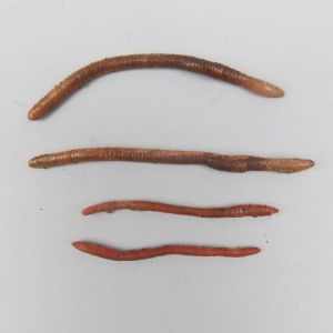 Earthworms (wax)