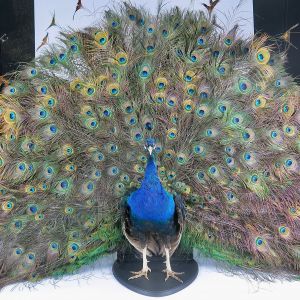Blue Peacock displaying