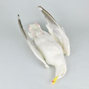 Seagull 'as dead' (no.1)