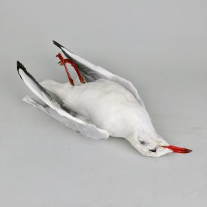 Seagull 'as dead' (no.2)