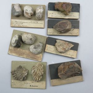 Fossils 1k