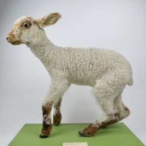 Lamb 5