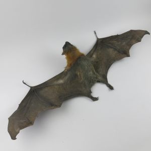 Indian Fruit Bat 6