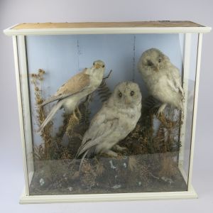 Cased trio of Owls