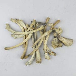 Seal bones