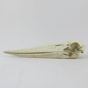 Large stork skull
