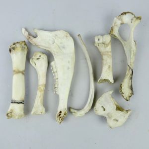 Sheep jaw & bones