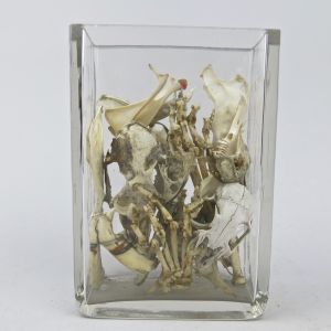 Jar mixed small animal skulls / bones