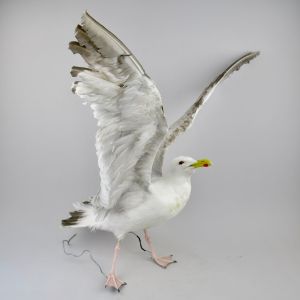 Seagull no.3
