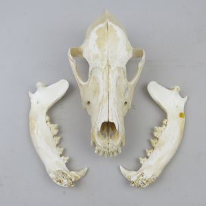 Dog skull 13