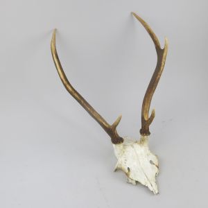 Antlers (no.17)