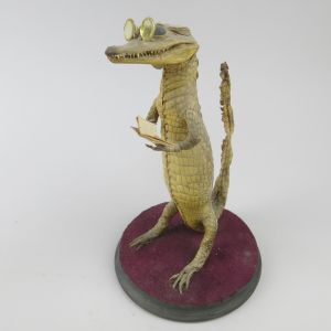 Small alligator, standing