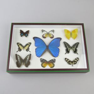 Cased tropical butterflies (no.1)