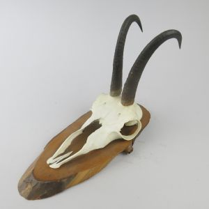 Chamois horns vintage (d)