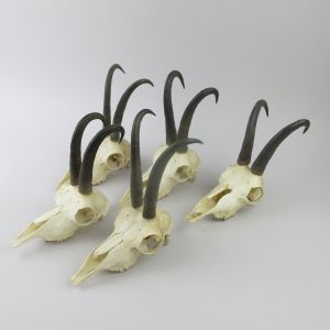Chamois skulls & horns (no.1)