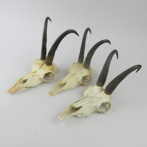 Chamois skulls & horns (no.2)