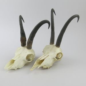 Chamois skulls & horns (no.3)