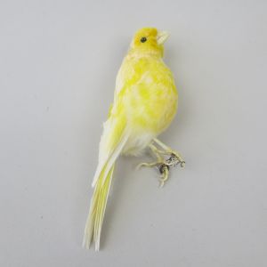 Canary 4a