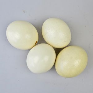 Ostrich eggs