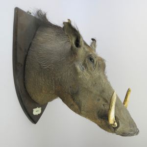 Warthog head, antique