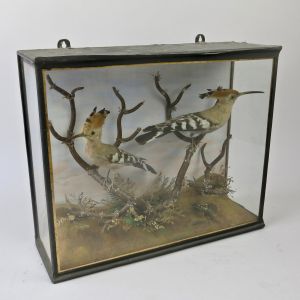 Cased pair of hoopoes