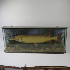 Cased pike