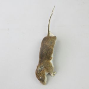 'Dead' mouse 2