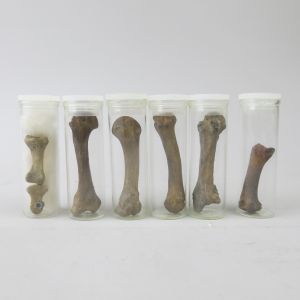 Bones in glass vials