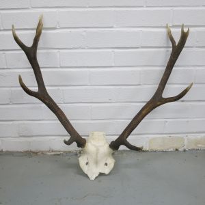 Antlers (no.11)