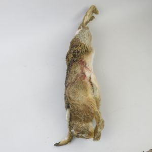 Hare 'as dead' 2