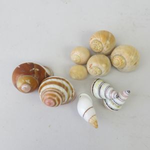 Snail shells 2